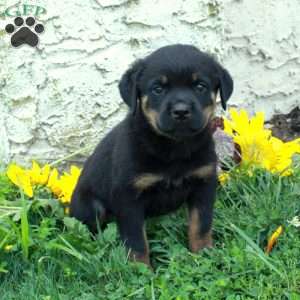 Nora, Rottweiler Puppy