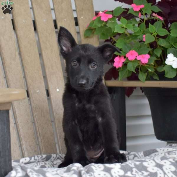 Nova, German Shepherd Puppy