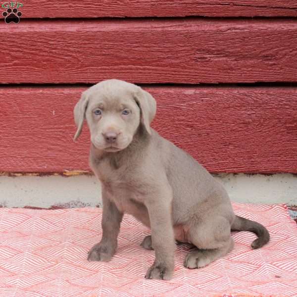 Nova, Silver Labrador Retriever Puppy