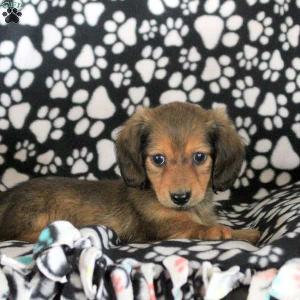 Nova, Dachshund Puppy