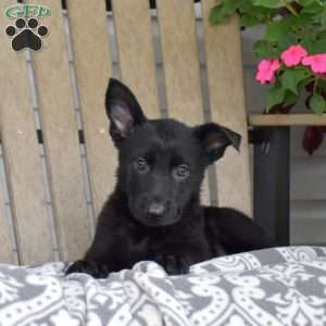 Nova, German Shepherd Puppy