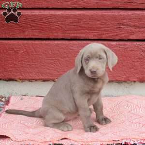 Nova, Silver Labrador Retriever Puppy