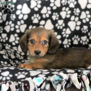 Nova, Dachshund Puppy
