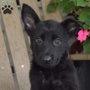 Nova, German Shepherd Puppy