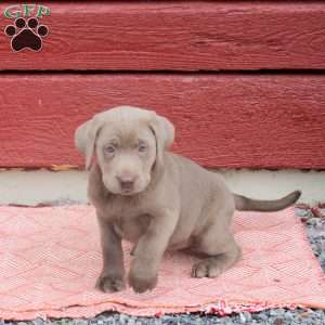 Nova, Silver Labrador Retriever Puppy