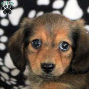 Nova, Dachshund Puppy