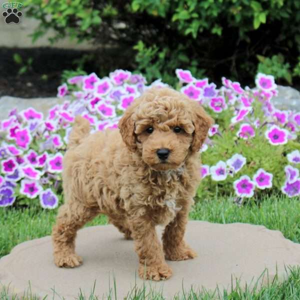 Nugget, Toy Poodle Puppy