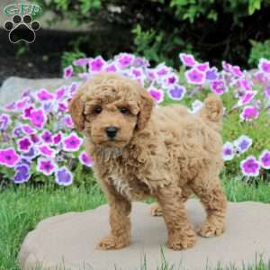 Nugget, Toy Poodle Puppy