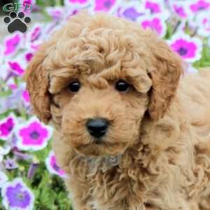 Nugget, Toy Poodle Puppy