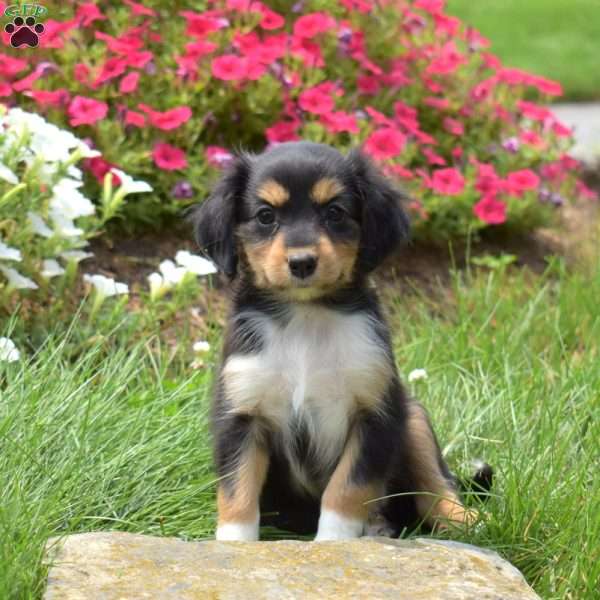 Nutella, Cavalier King Charles Mix Puppy