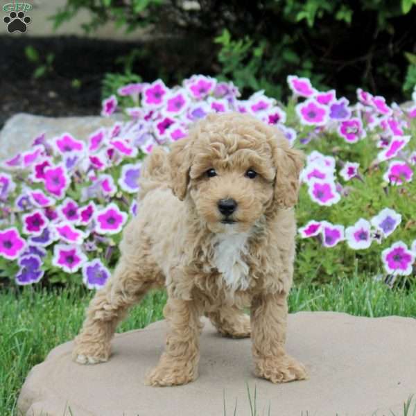 Nutella, Toy Poodle Puppy