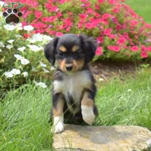 Nutella, Cavalier King Charles Mix Puppy