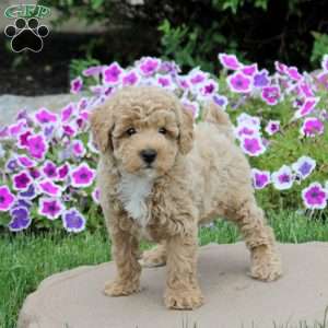 Nutella, Toy Poodle Puppy