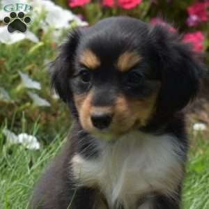 Nutella, Cavalier King Charles Mix Puppy