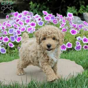 Nutella, Toy Poodle Puppy
