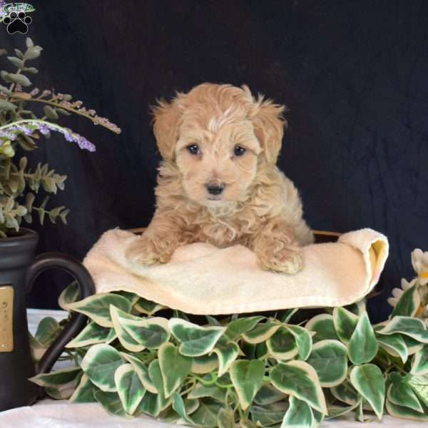 Oakley, Maltipoo Puppy