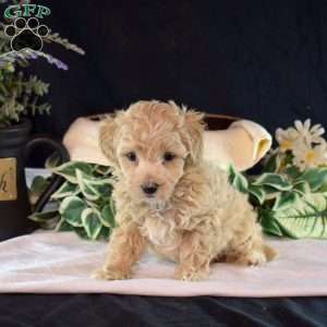 Oakley, Maltipoo Puppy