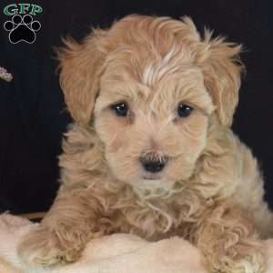 Oakley, Maltipoo Puppy