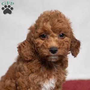 Oasis, Cavapoo Puppy