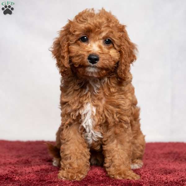 Oasis, Cavapoo Puppy