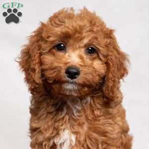 Oasis, Cavapoo Puppy