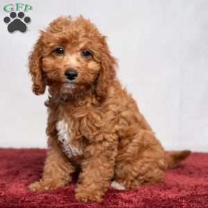 Oasis, Cavapoo Puppy