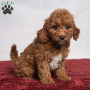 Oasis, Cavapoo Puppy