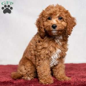 Oasis, Cavapoo Puppy
