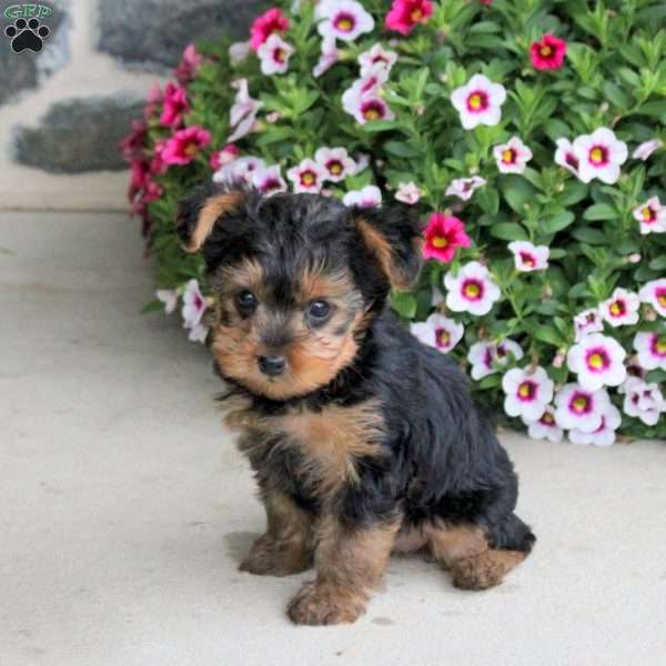Ocean, Yorkie Puppy