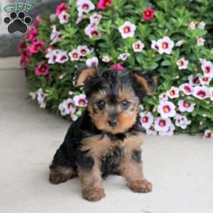 Ocean, Yorkie Puppy