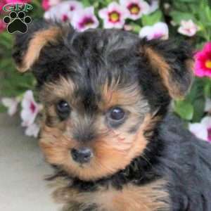 Ocean, Yorkie Puppy