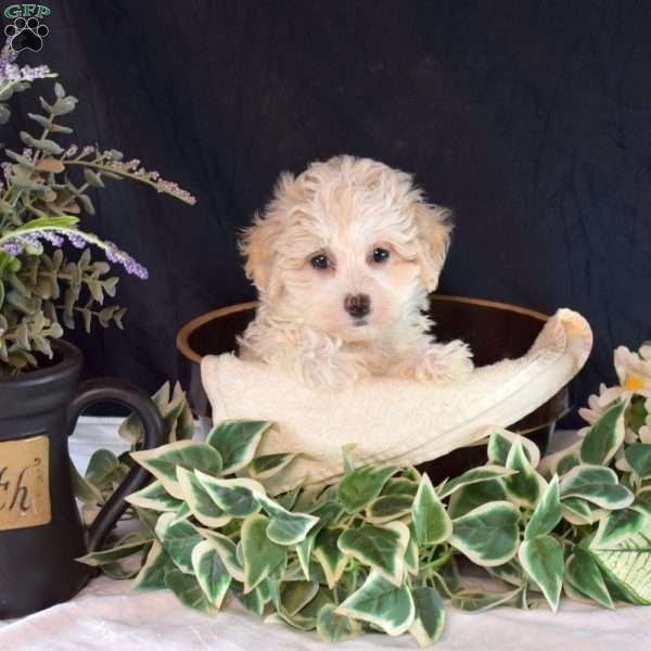 Olive, Maltipoo Puppy
