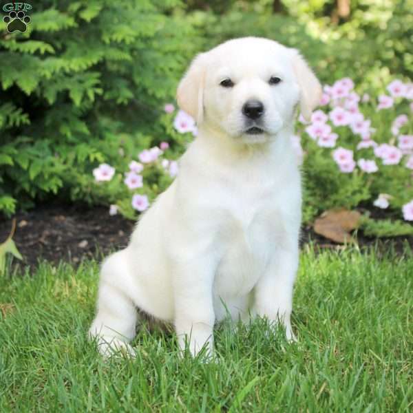 Olive, English Cream Golden Retriever Puppy