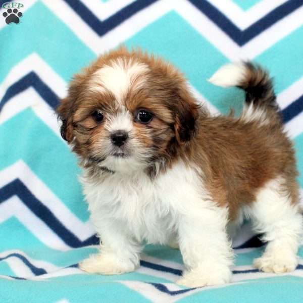 Olive, Shih Tzu Puppy
