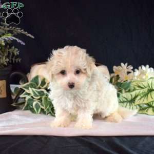 Olive, Maltipoo Puppy