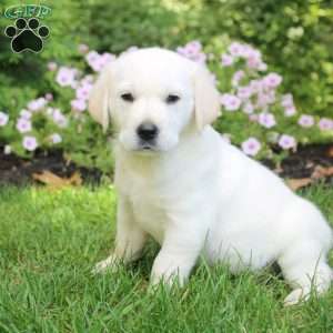 Olive, English Cream Golden Retriever Puppy