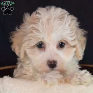 Olive, Maltipoo Puppy