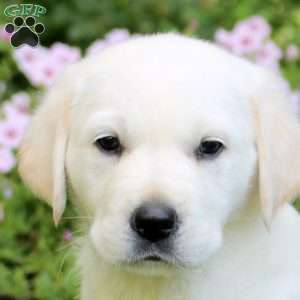 Olive, English Cream Golden Retriever Puppy