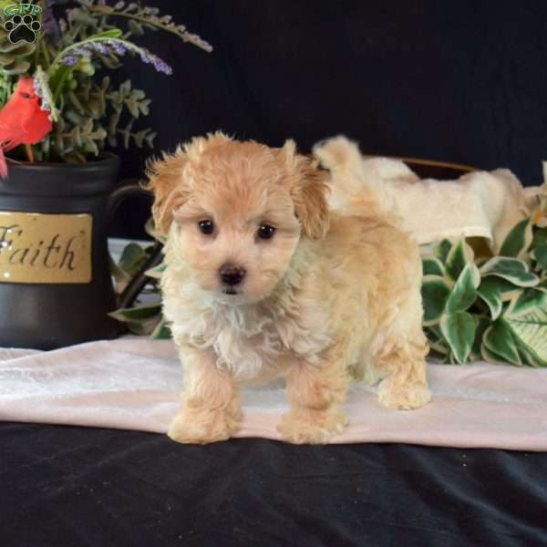 Olivia, Maltipoo Puppy