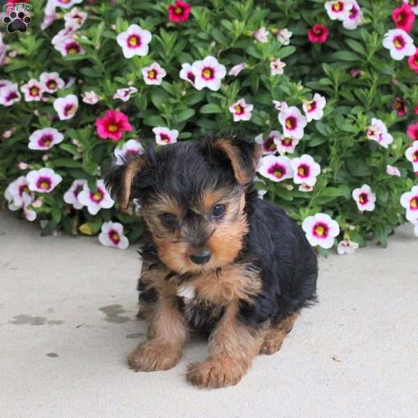 Olivia, Yorkie Puppy