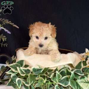 Olivia, Maltipoo Puppy