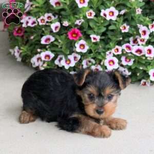 Olivia, Yorkie Puppy