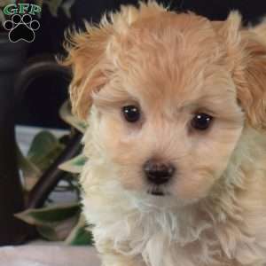 Olivia, Maltipoo Puppy