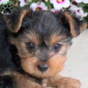 Olivia, Yorkie Puppy
