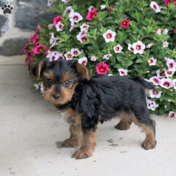 Ollie, Yorkie Puppy