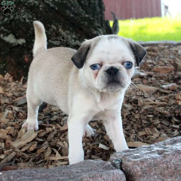 Ollie, Pug Puppy