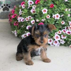 Ollie, Yorkie Puppy