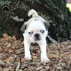 Ollie, Pug Puppy