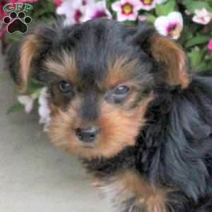 Ollie, Yorkie Puppy