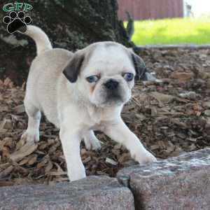 Ollie, Pug Puppy